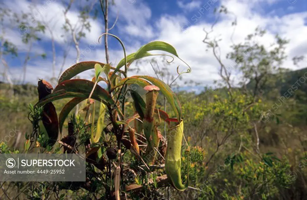 The Carnivorous pitcher plant is found in swamps and along rivers on the Cape York Peninsula, Queensland, Australia