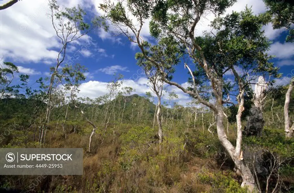 Landscape near Mt. Tozer on the Cape York Peninsula, Queensland, Australia