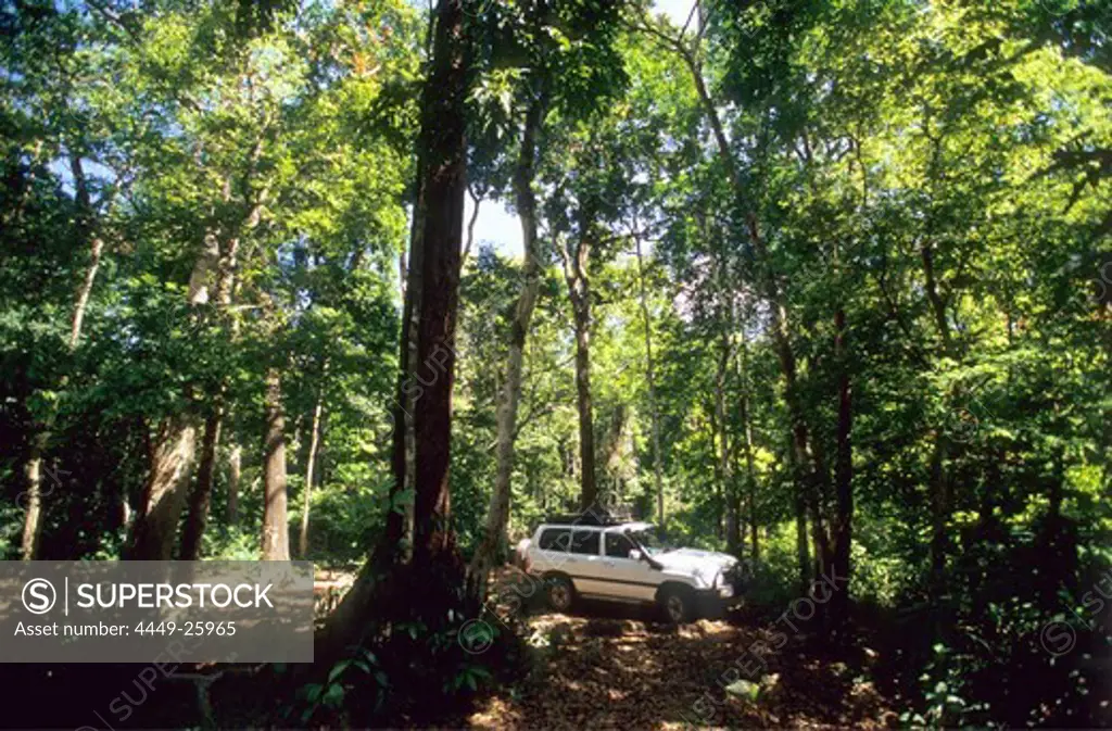 Jeep safari through the Rainforest in the Iron Range National Park, Queensland, Australia