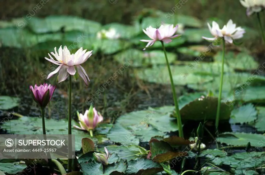Water lilies in a billabong in Lakefield National Park, Queensland, Australia