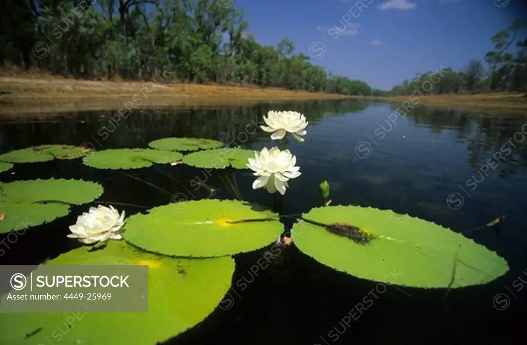 Water lilies in a billabong on Wrotham Park Station, Queensland, Australia