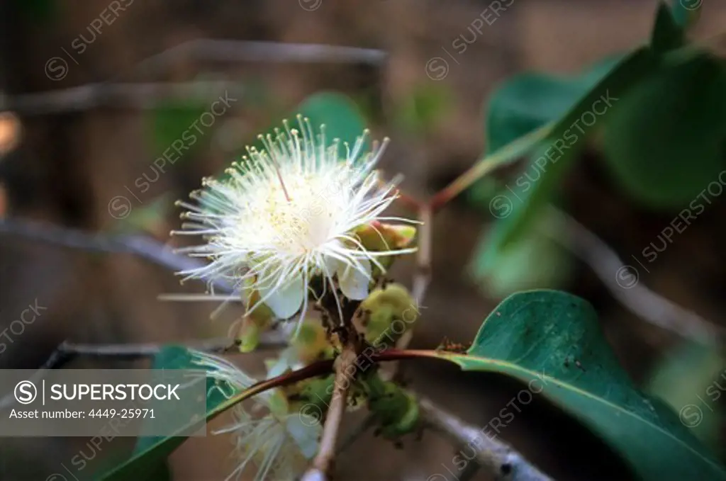 Flowering tree at the Jowalbinna Camp near Leura, Queensland, Australia