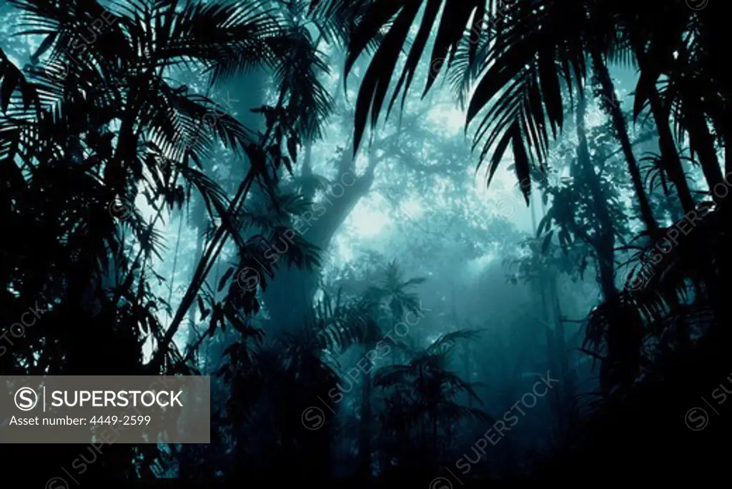 Trees in the rainforest, Venezuela, South America, America