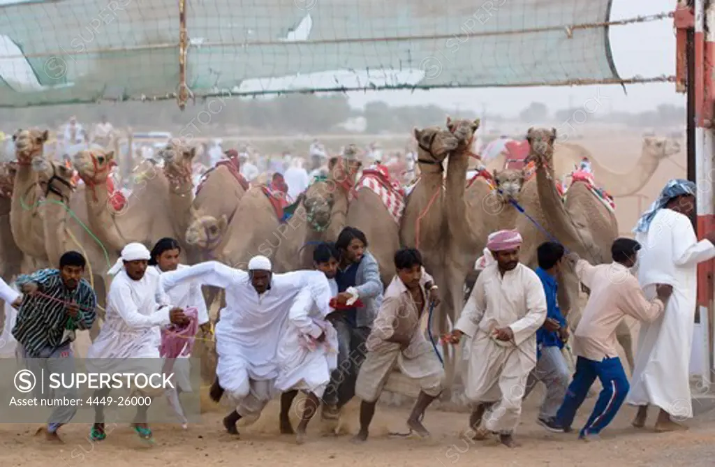 Arabic men running away at the start of a camel race, Rash al Khaimah, United Arab Emirates