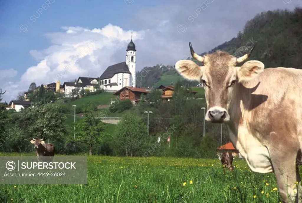 Cows grazing in a field near Illanz, Vorderrhein valley, Grisons, Switzerland