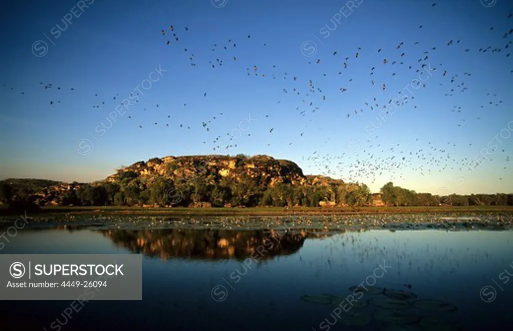 Flocks of Whistling Ducks on the Cooper Creek Billabong, Australia