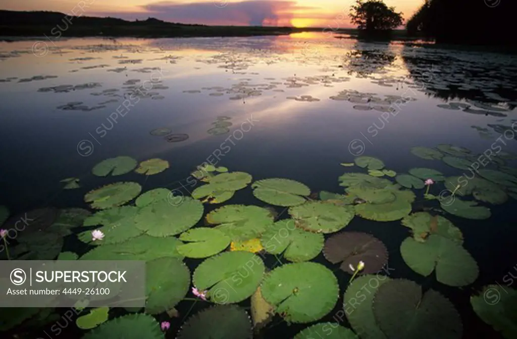 Water lillies on Cooper Creek Billabong, Arnhem Land, Australia