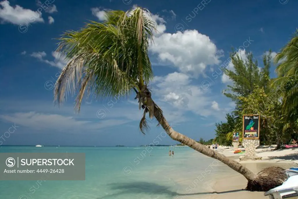 Jamaica Negril beach palm tree