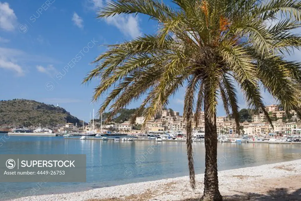Palm Tree and Beach, Port de Soller, Mallorca, Balearic Islands, Spain