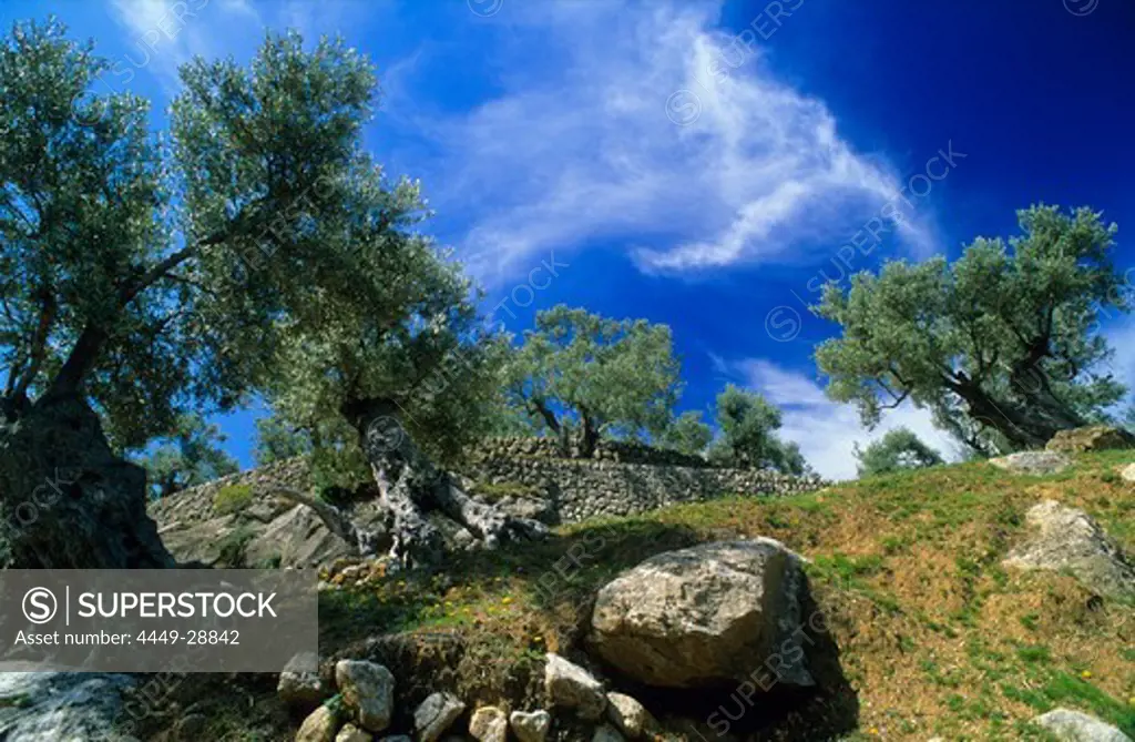 Europe, Spain, Majorca, Deia, olive tree