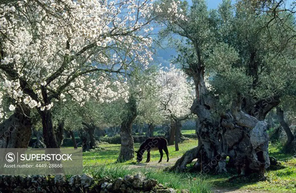 Europe, Spain, Majorca, near Valldemossa grazing donkey amidst blossoming almond trees