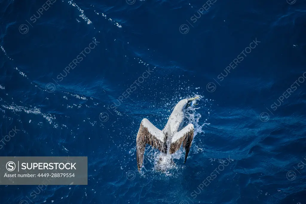 A masked booby (Sula dactylatra) catches a flying fish next to an expedition cruise ship at sea, near Colombia, Caribbean