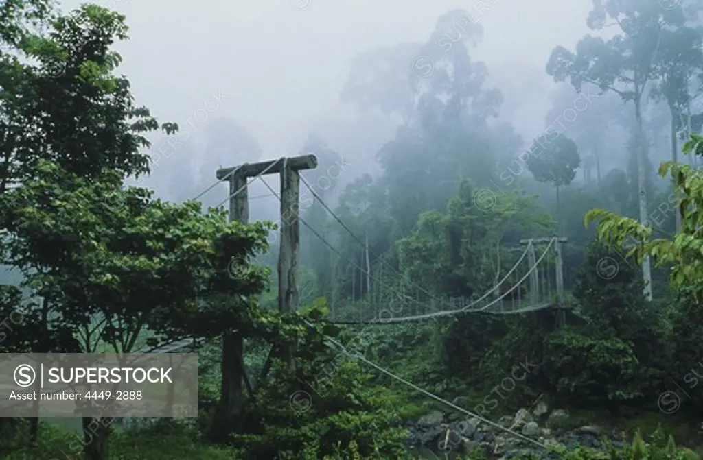 Bridge in the rain forest, Borneo, Indonesia, Asia