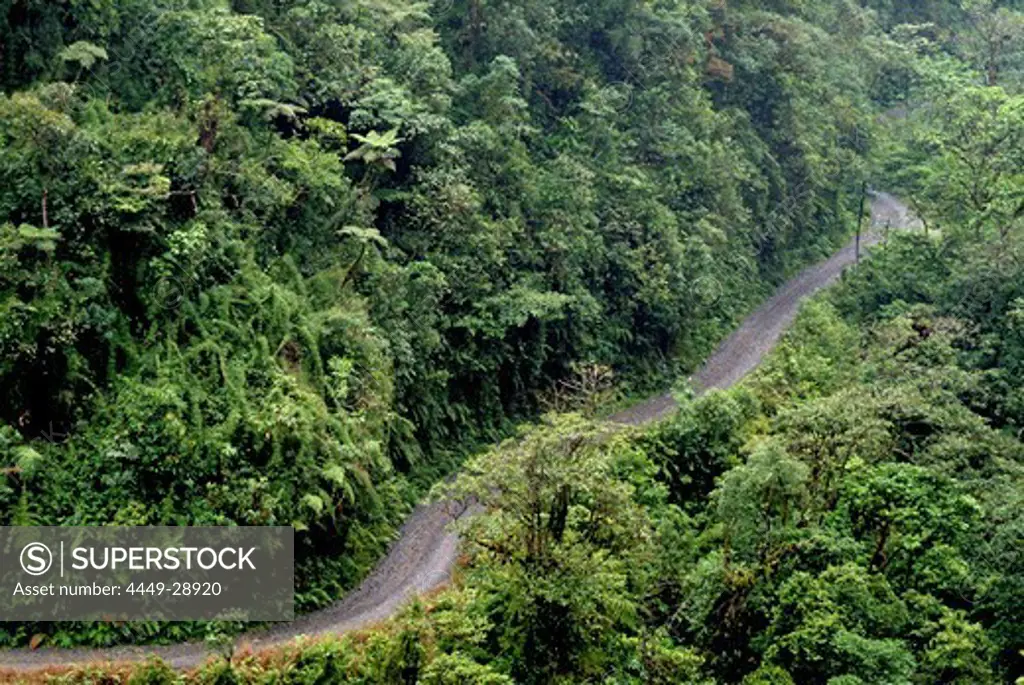 Track in the rainforest of Manu National Park, Amazonia, Peru, South America