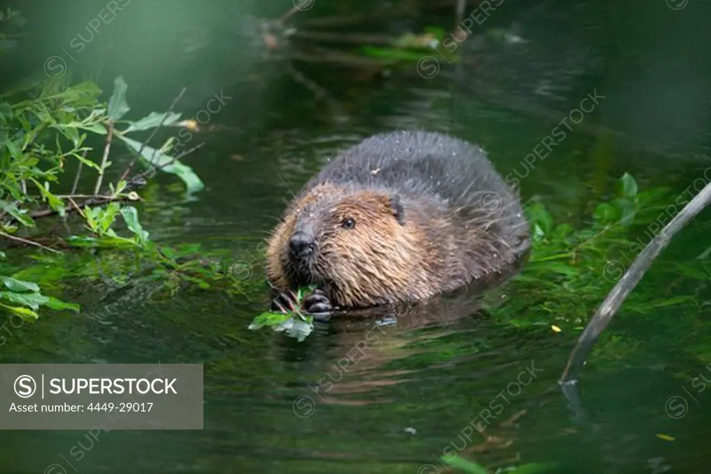 Beaver eating willow, Castor fiber, Alaska, USA