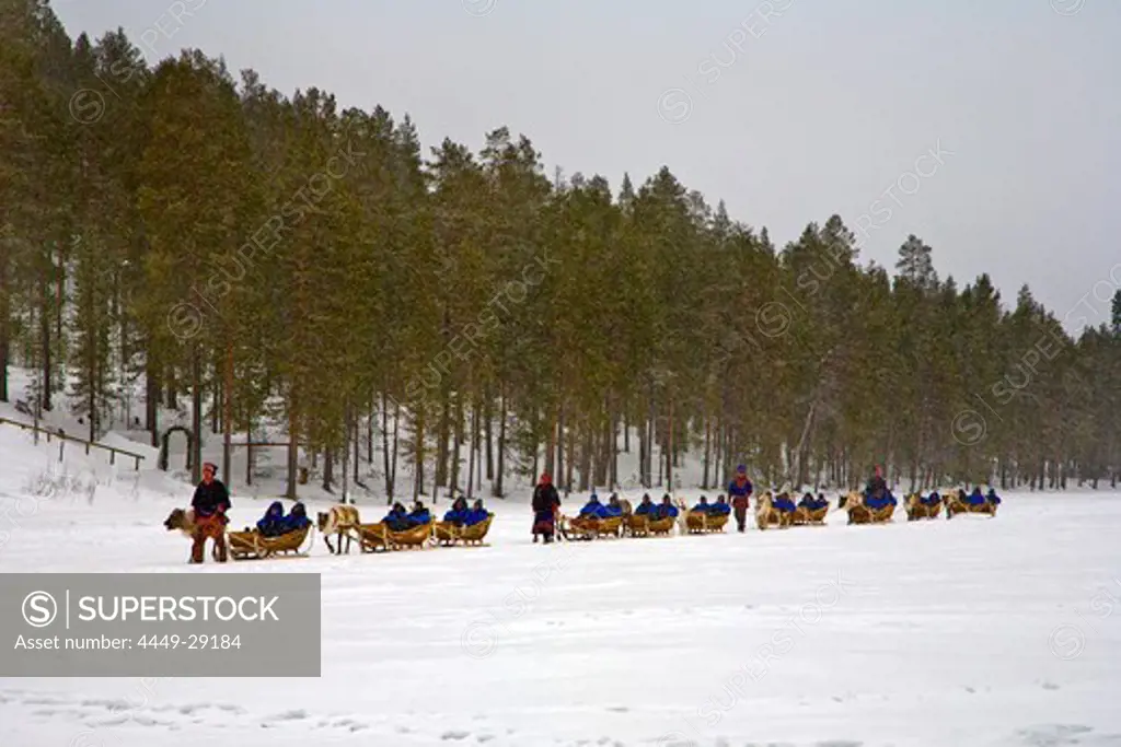 Reindeer sledge ride, Rovaniemi, Lapland, Finland, Europe