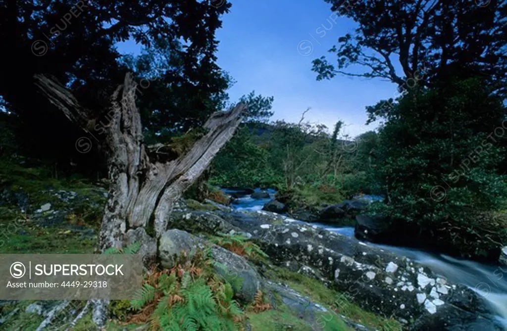 Europe, Great Britain, Ireland, Co. Kerry, landscape in the Killarney National park