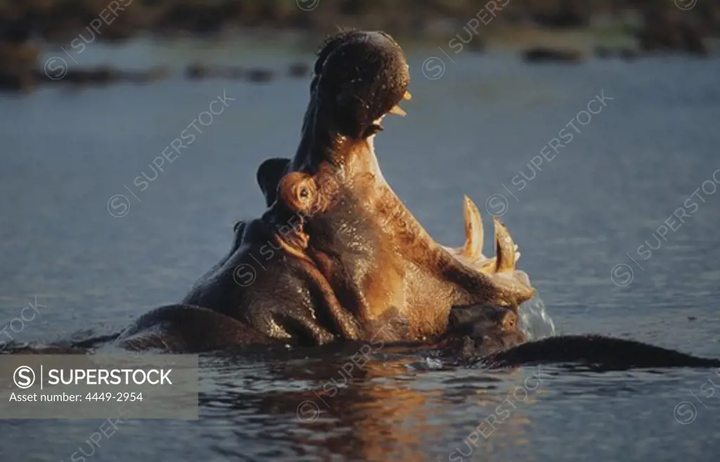 Hippopotamus with wide open mouth in water, Mammal, Africa