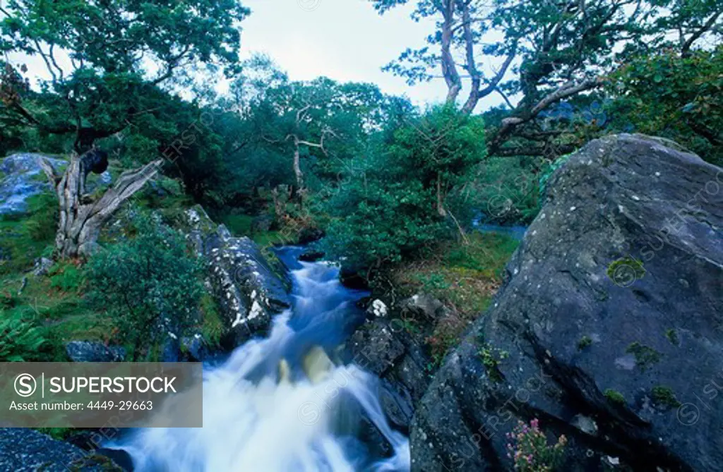 Landscape with stream and forest, Killarney National Park, County Kerry, Ireland, Europe