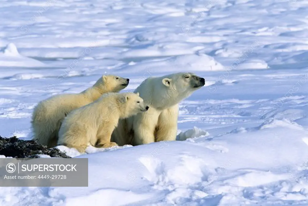 Polar Bear with cubs, Ursus maritimus, Churchill, Canada