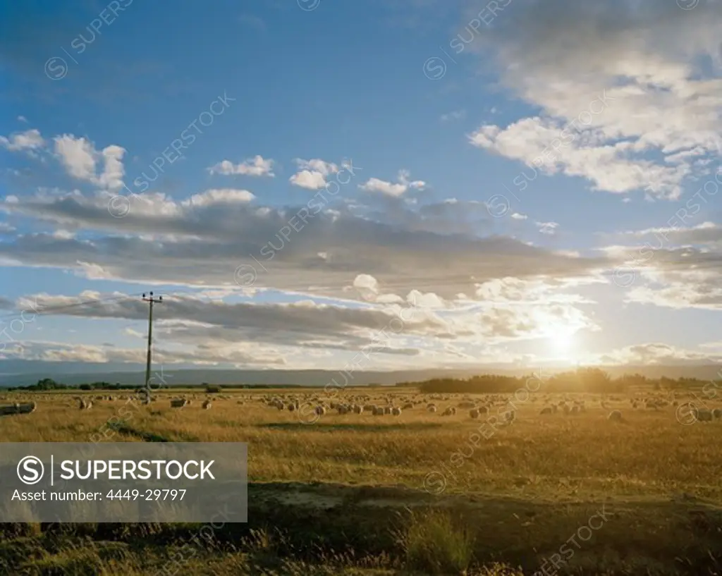 Flock of sheep on pasture in the light of the setting sun, Central Otago, South Island, New Zealand