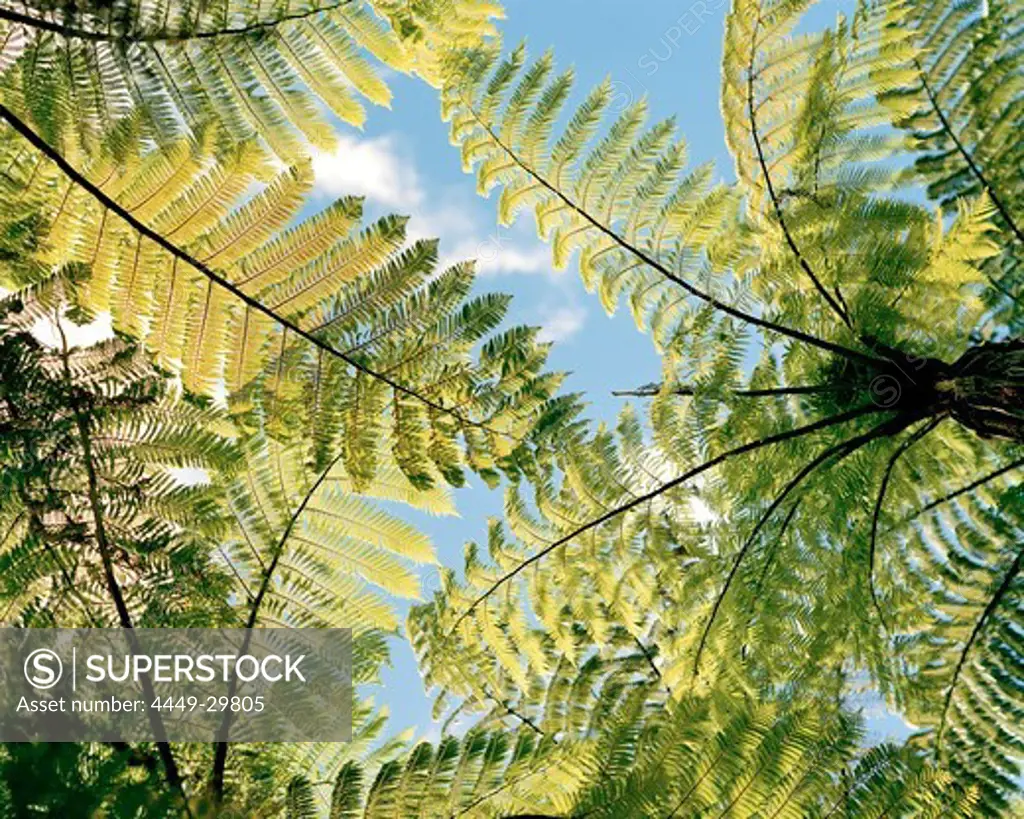 Low angle view at fern trees in the sunlight, Abel Tasman National Park, North Coast, South Island, New Zealand