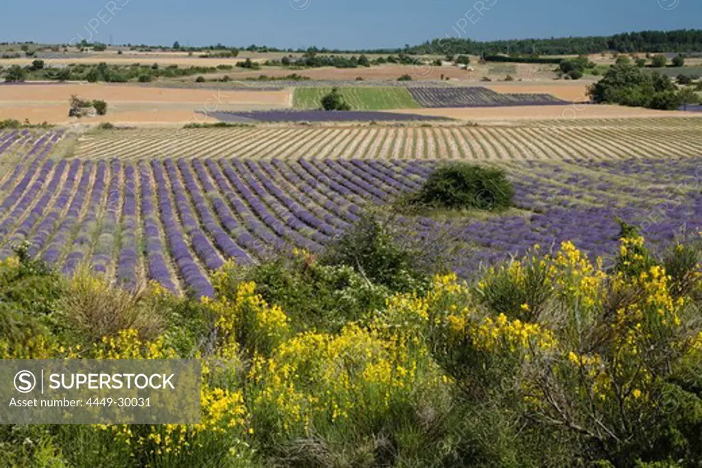 Blooming broom in front of landscape with lavender field, Vaucluse, Provence, France