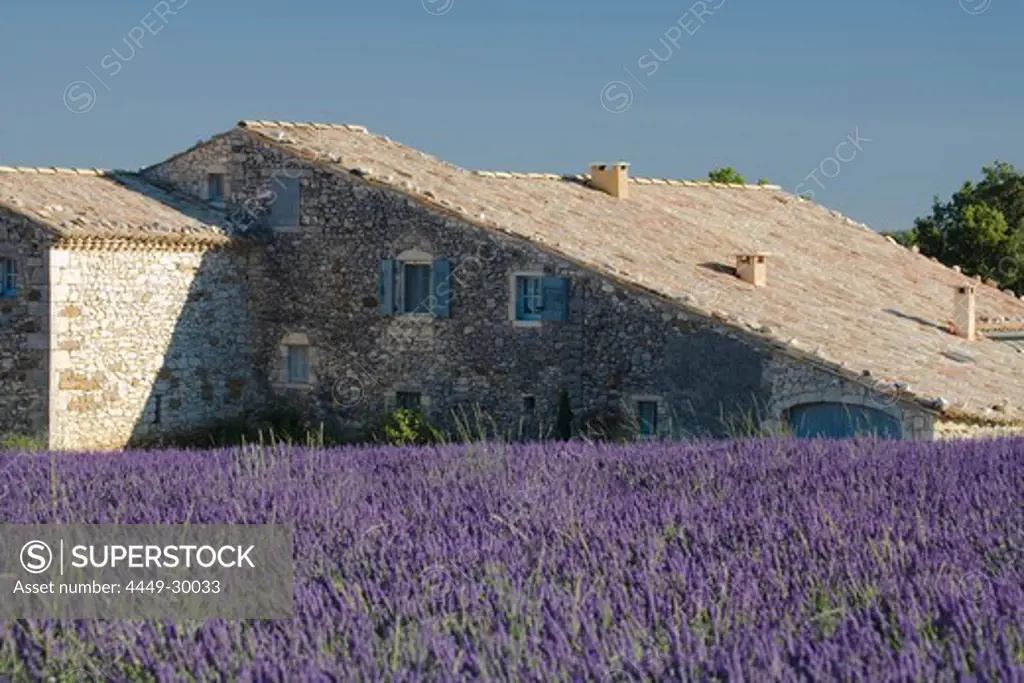 Blooming lavender field in front of country house, Alpes-de-Haute-Provence, Provence, France