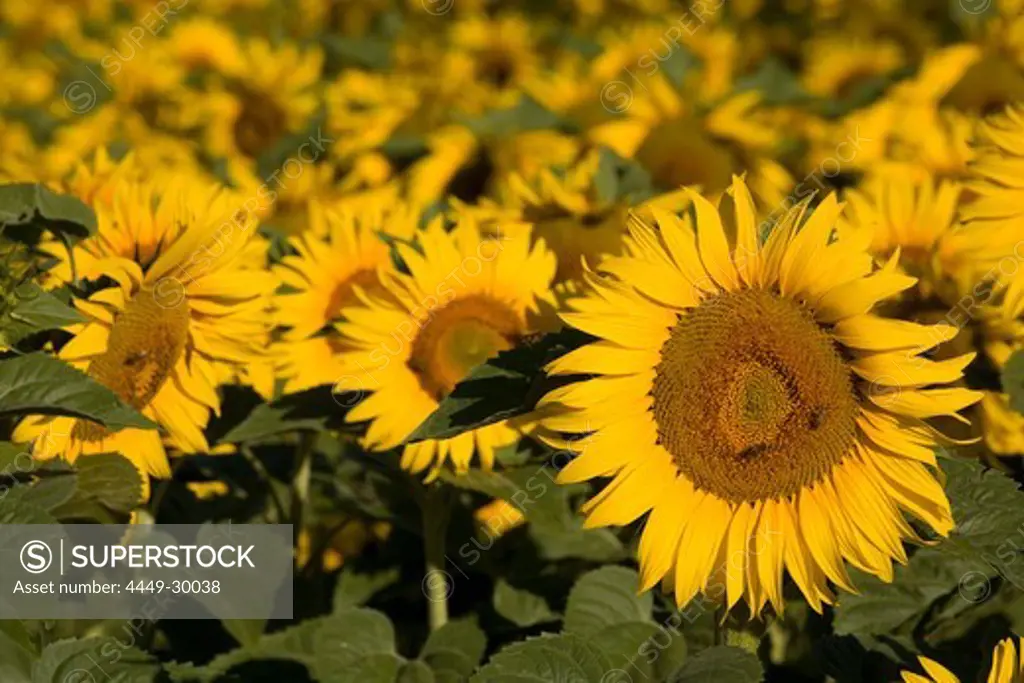 Blooming sunflower field, Alpes-de-Haute-Provence, Provence, France