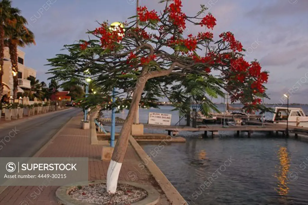 West Indies, Bonaire, Kralendijk, Promenade, flame tree