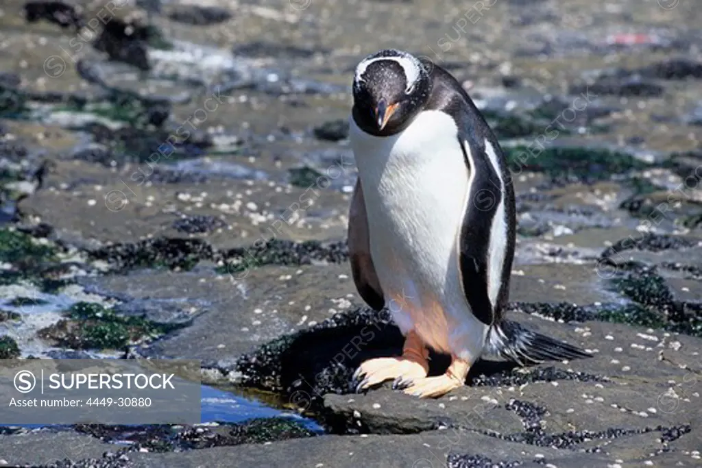 Gentoo Penguin (Pygoscelis papua), Saunders Island, Falkland Islands