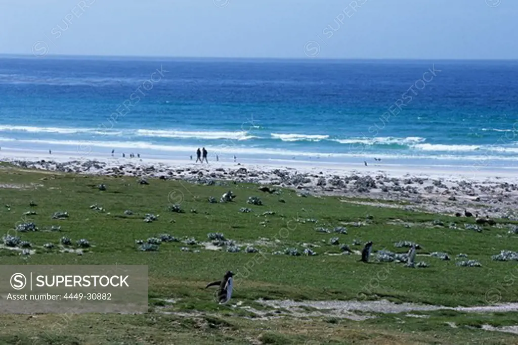 Penguins and Strolling Couple, Saunders Island, Falkland Islands