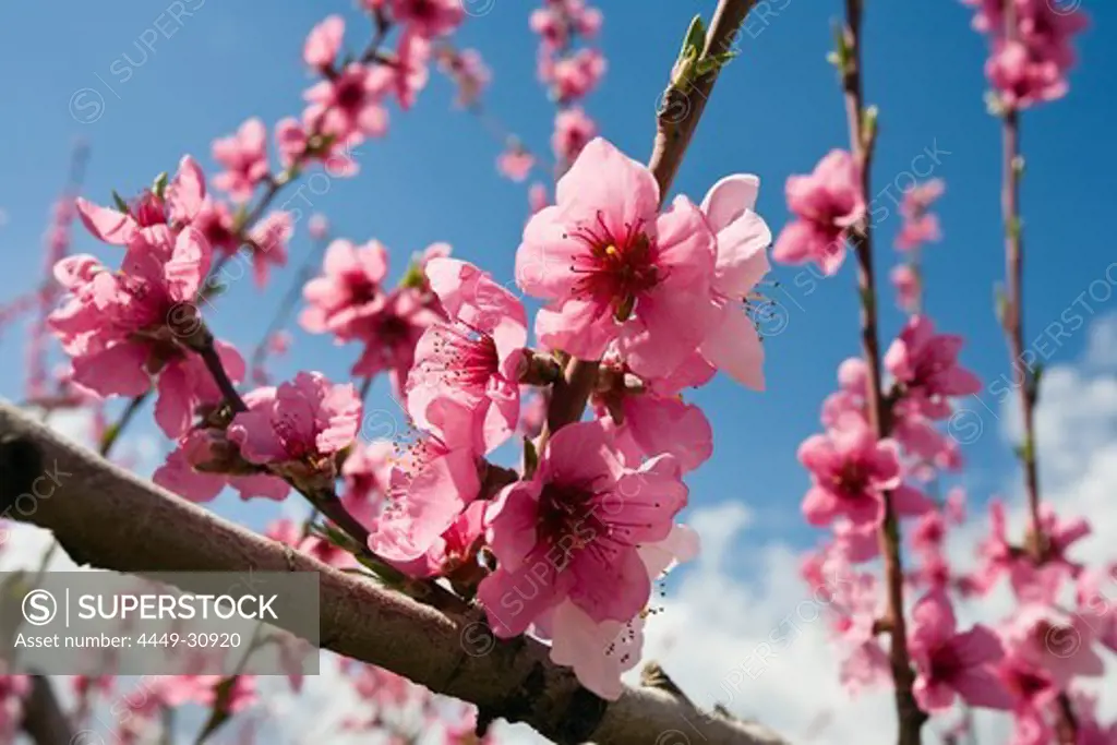 Almond trees in blossom, Provence, France