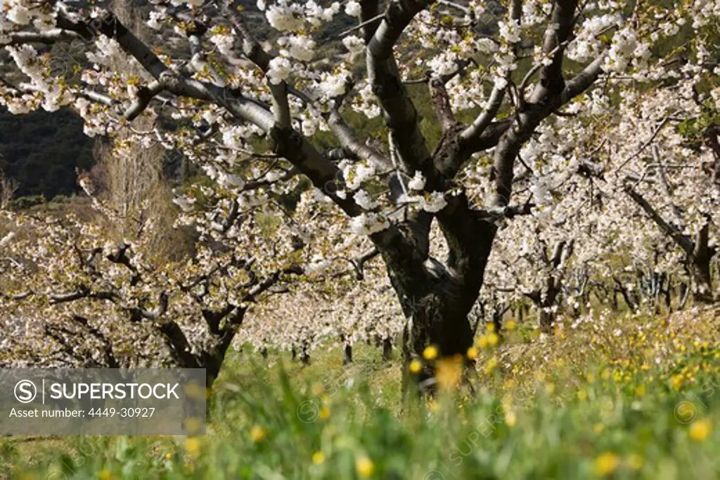 Cherry trees blossoming, Provence, France