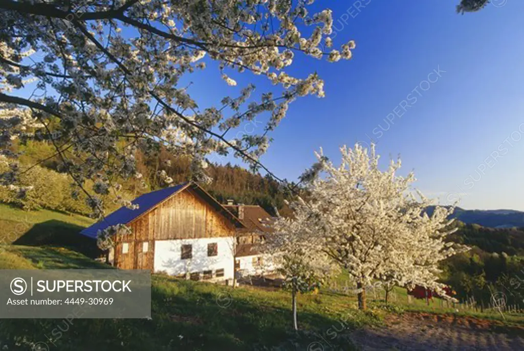Typical house, farmhouse with cherry blossom, Sasbach, Achern, Black Forest, Baden Wuerttemberg, Germany