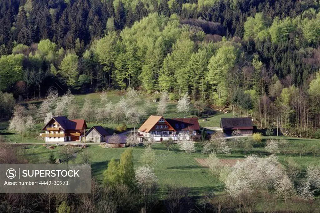 Typical house in the Black Forest with cherry blossom, Sasbach, Achern, Black Forest, Baden Wuerttemberg, Germany