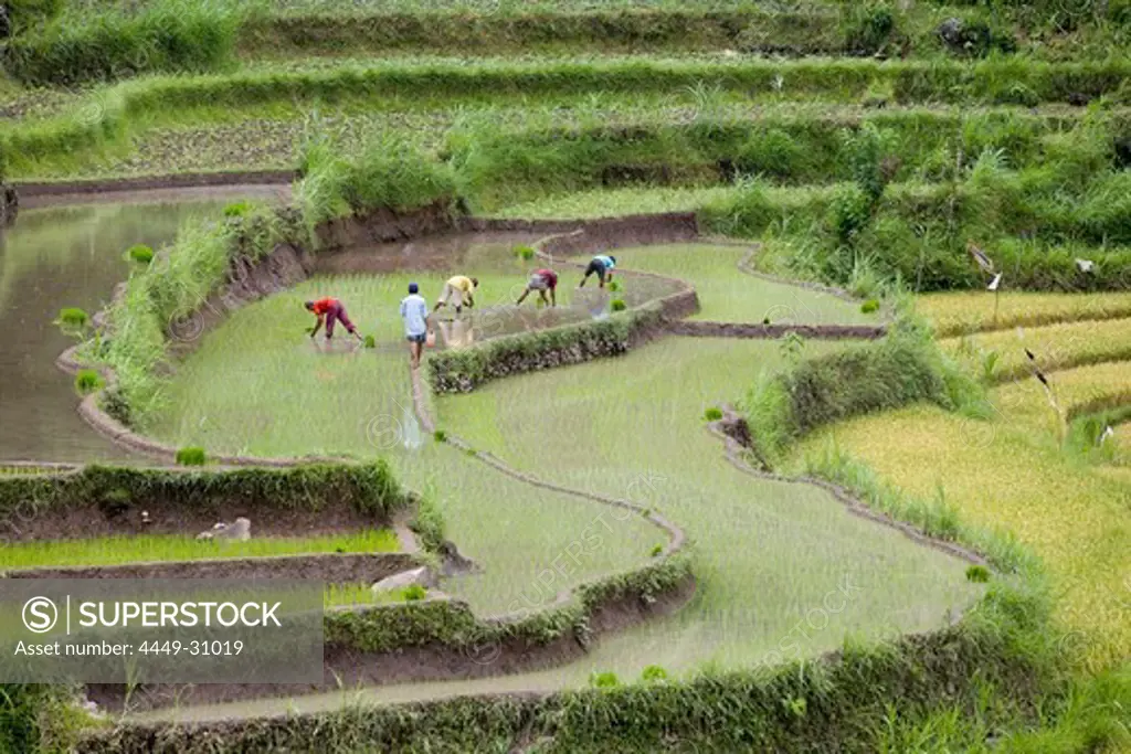 Workers on rice fields, rice terraces, Bali, Indonesia