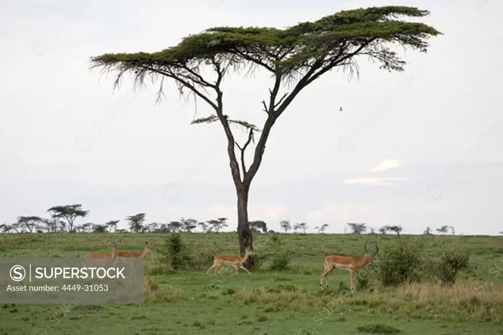 Impala Antelopes under a umbrella thorn acacia in Masai Mara, nature reserve and wild life reserve, Kenia, Africa