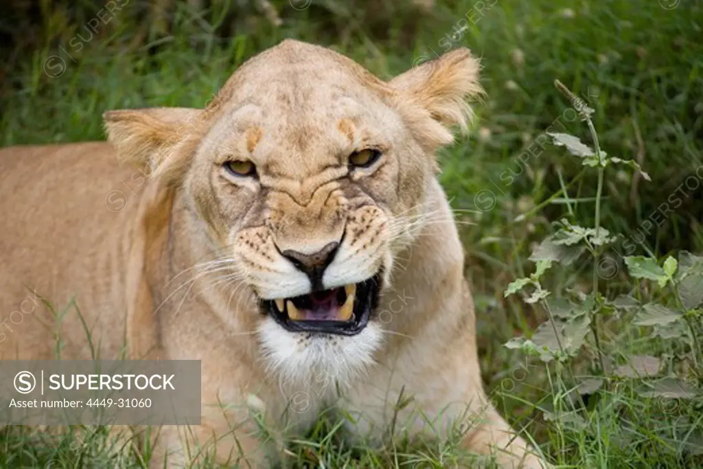 Spitting lioness at Amboseli National Park, Kenya, Africa
