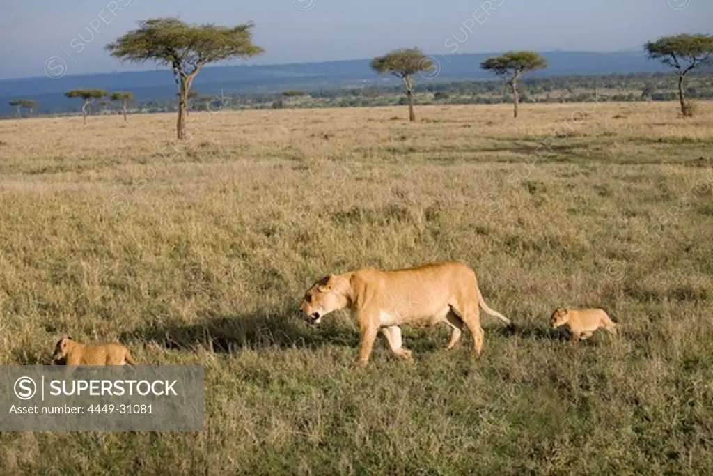 Lioness with two cubs at Masai Mara National Park, Kenya, Africa
