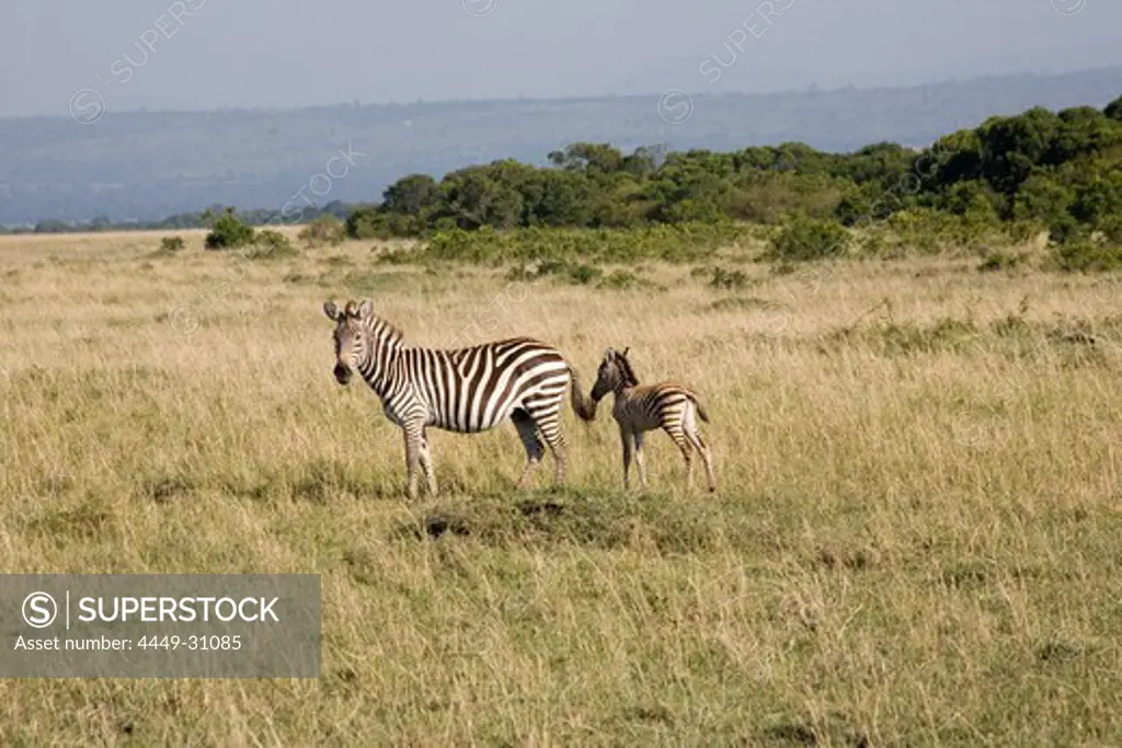 Zebra with pup at Masai Mara National Park, Kenya, Africa