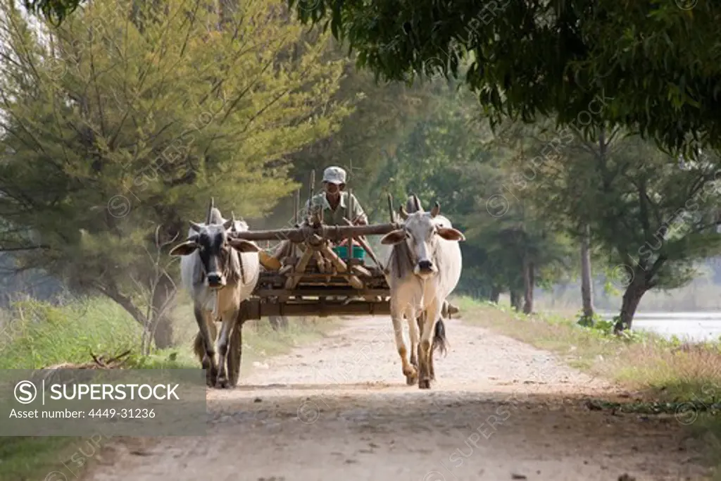 Farmer on a cart with team of oxen on Inwa island ( Ava ) at Ayeyarwady River near Amarapura, Myanmar, Burma
