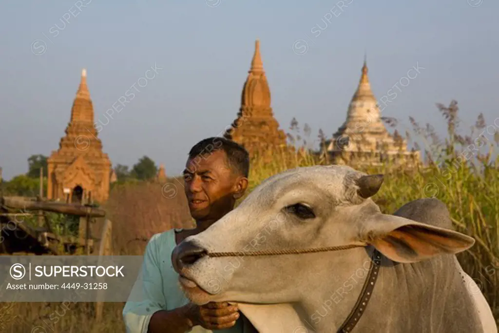 Burmese farmer with oxen in front of pagodes in Bagan, Myanmar, Burma