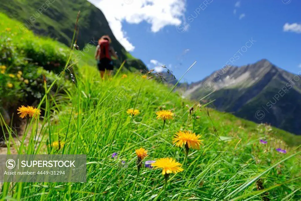 sea of flowers with young woman out of focus on trail, ascent to hut Memminger Huette, Lechtal range, Tyrol, Austria