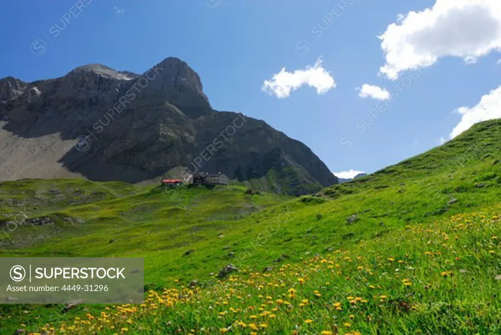 sea of flowers with hut Memminger Huette with view to Vorderer Seekopf, Lechtal range, Tyrol, Austria