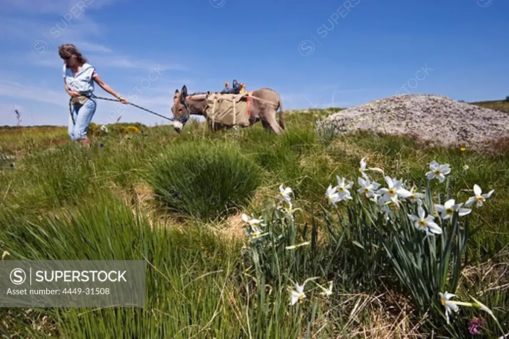 Woman leads donkey on a leash, family-hiking with a donkey in the Cevennes in spring, France