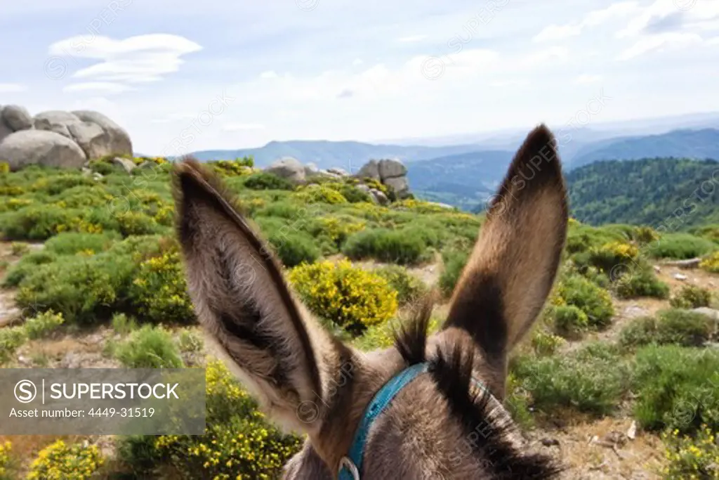 Blooming spring athmosphere with view through donkey ears, family-hiking with a donkey in the Cevennes mountains, France