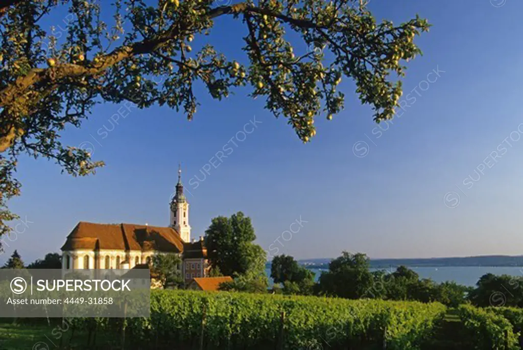 Branch of an apple tree and pilgrimage church of Birnau abbey in the sunlight, Lake Constance, Baden Wurttemberg, Germany
