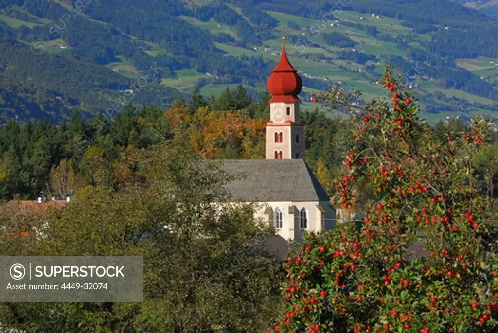 church above valley of Eisack with red apples at apple tree, Dolomites, South Tyrol, Italy