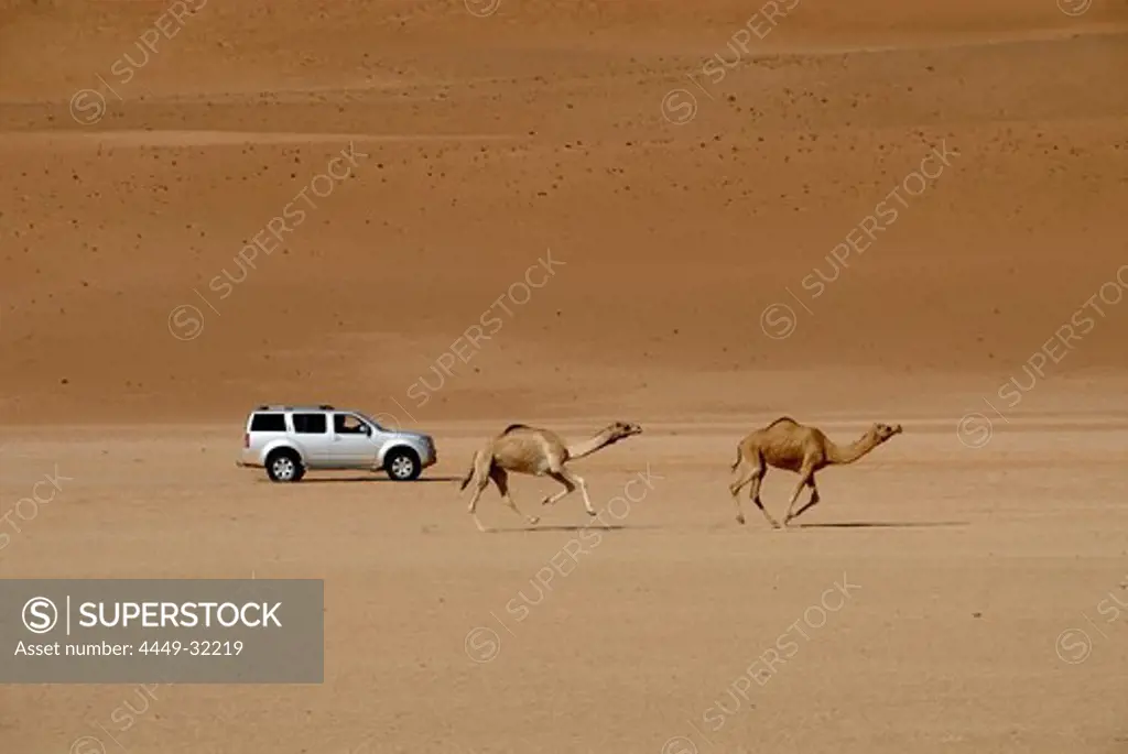 An all-terrain vehicle and two dromedaries in the sand of the desert, Wahiba Sands, Oman, Asia